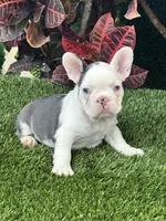 Madona, a female French Bulldog for sale in Fort Lauderdale, FL – 4 of 7