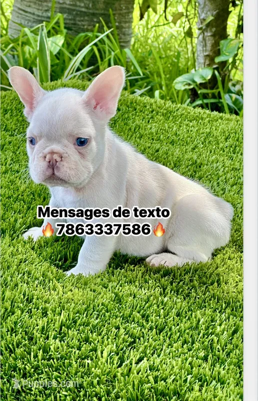 Gasparin – French Bulldog puppy for sale in Fort Lauderdale, FL