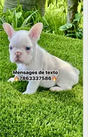 Gasparin, a male French Bulldog for sale in Fort Lauderdale, FL – 1 of 7