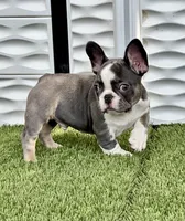 Husky, a male French Bulldog for sale in Fort Lauderdale, FL – 6 of 7