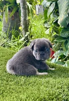Tokyo, a female French Bulldog for sale in Fort Lauderdale, FL – 5 of 9