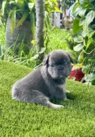 Tokyo, a female French Bulldog for sale in Fort Lauderdale, FL – 4 of 9