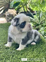 Panda, a male French Bulldog for sale in Fort Lauderdale, FL – 2 of 7