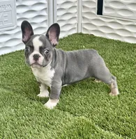 Husky, a male French Bulldog for sale in Fort Lauderdale, FL – 3 of 7