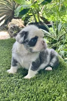 Panda, a male French Bulldog for sale in Fort Lauderdale, FL – 6 of 7