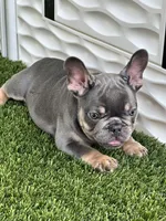 Blue, a male French Bulldog for sale in Fort Lauderdale, FL – 9 of 10