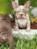 Granola, a male French Bulldog for sale in Fort Lauderdale, FL – 5 of 6