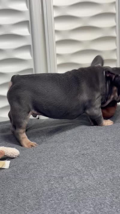 Chiky, a male French Bulldog for sale in Fort Lauderdale, FL – 5 of 9