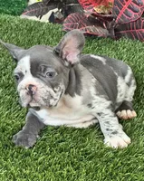 Mamut, a male French Bulldog for sale in Fort Lauderdale, FL – 5 of 9