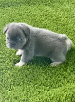 Tokyo, a female French Bulldog for sale in Fort Lauderdale, FL – 6 of 9