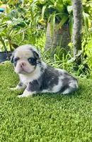 Panda, a male French Bulldog for sale in Fort Lauderdale, FL – 4 of 7
