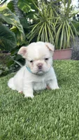 Leo, a male French Bulldog for sale in Fort Lauderdale, FL – 4 of 7