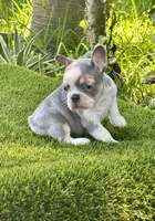 Chiky, a female French Bulldog for sale in Fort Lauderdale, FL – 6 of 8