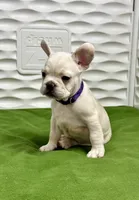 Cholo, a male French Bulldog for sale in Fort Lauderdale, FL – Photo 7 of 9