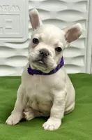 Cholo, a male French Bulldog for sale in Fort Lauderdale, FL – Photo 2 of 9