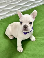Cholo, a male French Bulldog for sale in Fort Lauderdale, FL – Photo 8 of 9