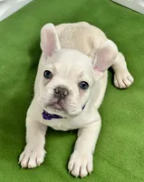 Cholo, a male French Bulldog for sale in Fort Lauderdale, FL – Photo 6 of 9