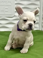 Cholo, a male French Bulldog for sale in Fort Lauderdale, FL – Photo 4 of 9