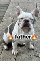 Cholo, a male French Bulldog for sale in Fort Lauderdale, FL – Photo 9 of 9