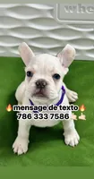 Cholo, a male French Bulldog for sale in Fort Lauderdale, FL – Photo 1 of 9