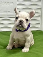 Cholo, a male French Bulldog for sale in Fort Lauderdale, FL – Photo 3 of 9