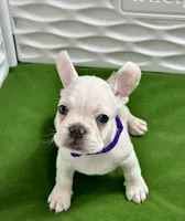 Cholo, a male French Bulldog for sale in Fort Lauderdale, FL – Photo 5 of 9