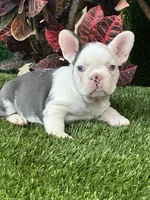 Madona, a female French Bulldog for sale in Fort Lauderdale, FL – 6 of 7