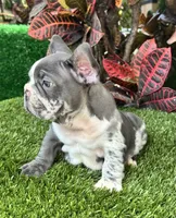 Mamut, a male French Bulldog for sale in Fort Lauderdale, FL – 4 of 9