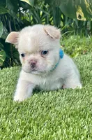 Leo, a male French Bulldog for sale in Fort Lauderdale, FL – 7 of 7