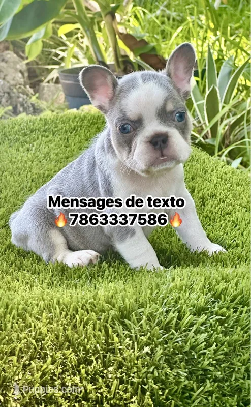 Chiky – French Bulldog puppy for sale in Fort Lauderdale, FL