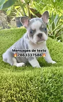 Chiky, a female French Bulldog for sale in Fort Lauderdale, FL – 1 of 8