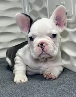 Madona, a female French Bulldog for sale in Fort Lauderdale, FL – 7 of 7