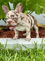 Granola, a male French Bulldog for sale in Fort Lauderdale, FL – 4 of 6