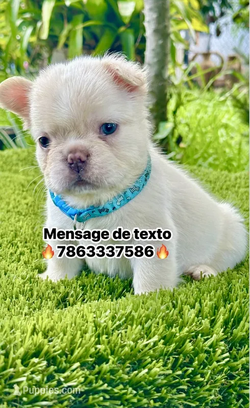 Leo – French Bulldog puppy for sale in Fort Lauderdale, FL