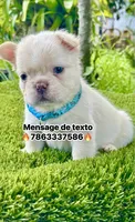 Leo, a male French Bulldog for sale in Fort Lauderdale, FL – 1 of 7