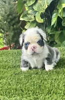 Panda, a male French Bulldog for sale in Fort Lauderdale, FL – 5 of 7
