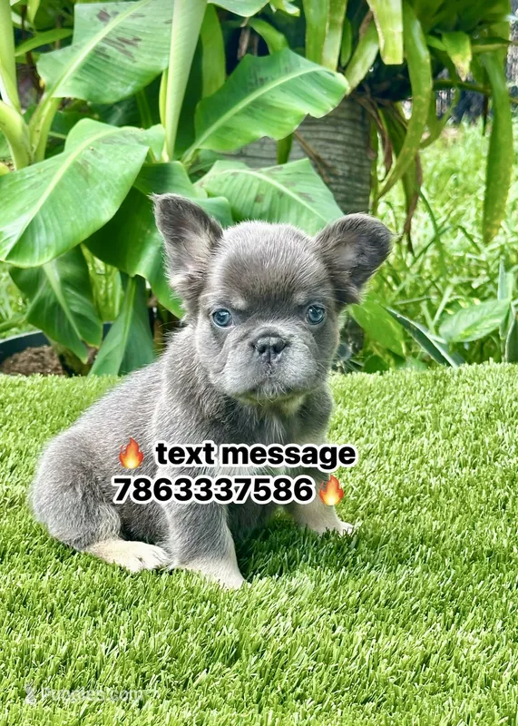 Tokyo – French Bulldog puppy for sale in Fort Lauderdale, FL