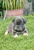Tokyo, a female French Bulldog for sale in Fort Lauderdale, FL – 9 of 9