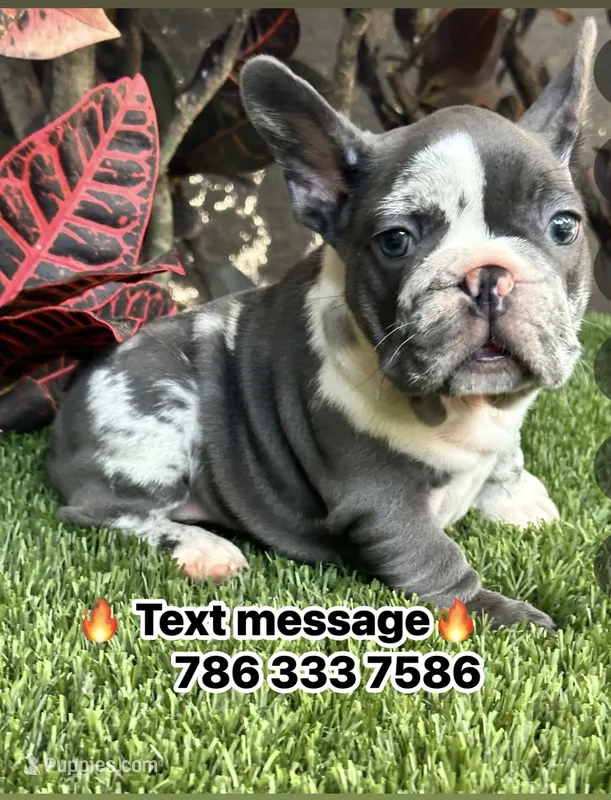 Mamut – French Bulldog puppy for sale in Fort Lauderdale, FL
