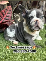 Mamut, a male French Bulldog for sale in Fort Lauderdale, FL – 1 of 9