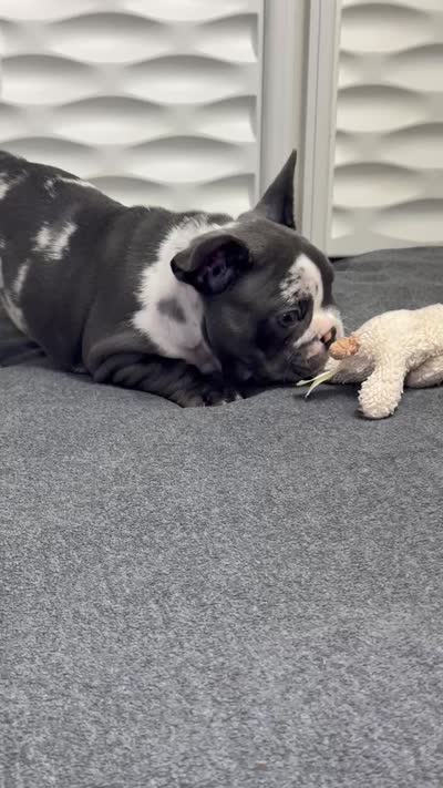 Mamut, a male French Bulldog for sale in Fort Lauderdale, FL – 9 of 9