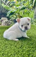 Leo, a male French Bulldog for sale in Fort Lauderdale, FL – 5 of 7