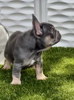 Blue, a male French Bulldog for sale in Fort Lauderdale, FL – 2 of 10