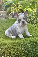 Chiky, a female French Bulldog for sale in Fort Lauderdale, FL – 5 of 8