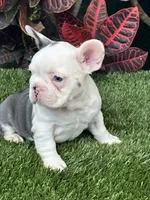 Madona, a female French Bulldog for sale in Fort Lauderdale, FL – 3 of 7