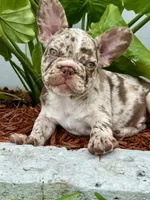 Granola, a male French Bulldog for sale in Fort Lauderdale, FL – 3 of 6