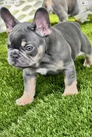 Blue, a male French Bulldog for sale in Fort Lauderdale, FL – 4 of 10