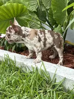 Granola, a male French Bulldog for sale in Fort Lauderdale, FL – 2 of 6