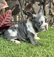 Mamut, a male French Bulldog for sale in Fort Lauderdale, FL – 7 of 9