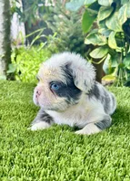 Panda, a male French Bulldog for sale in Fort Lauderdale, FL – 3 of 7